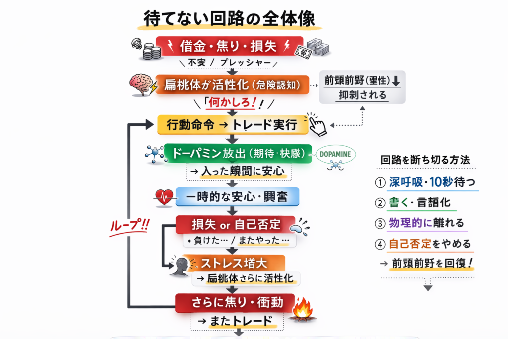 感情トレードが起きる神経回路の構造図